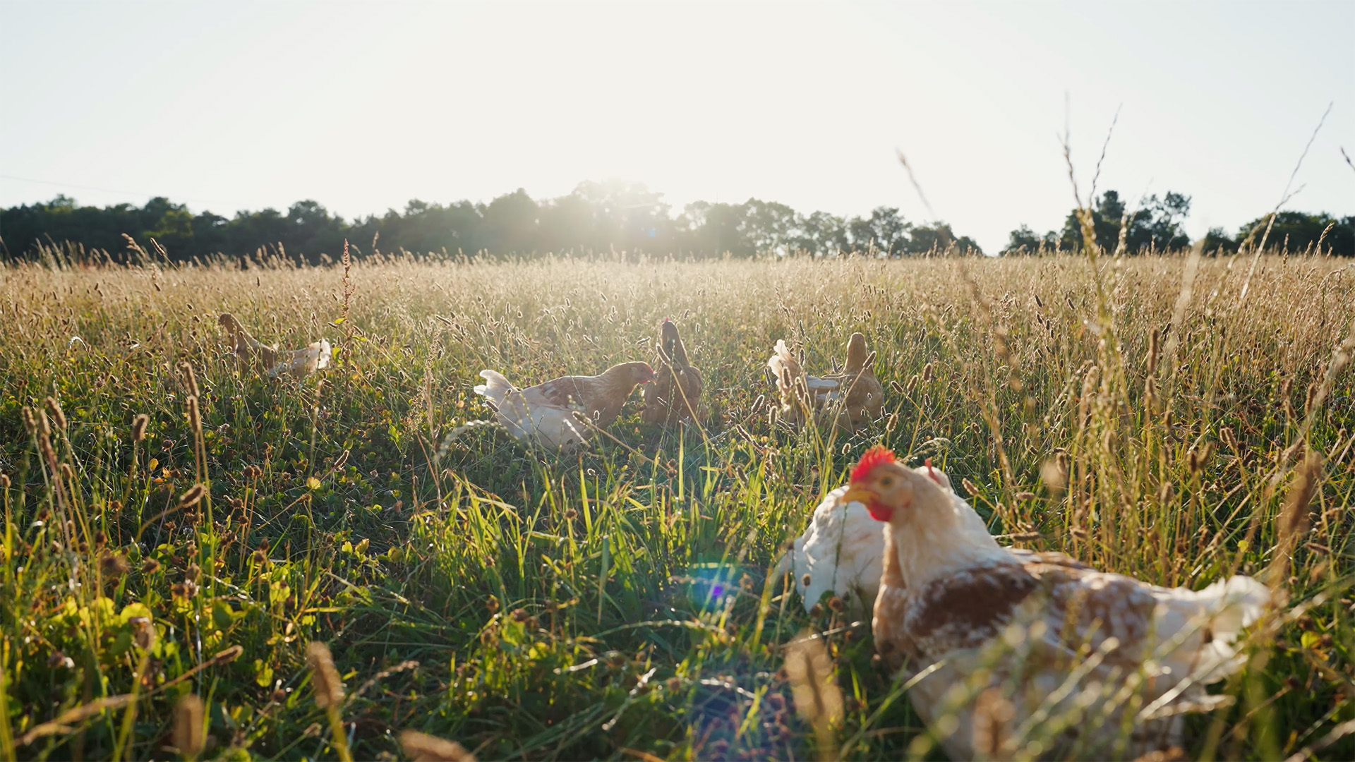 Avigal lanzamiento Pollo Pio Campero
